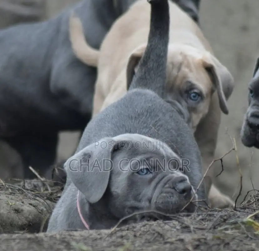 1-3 months Male Purebred Cane Corso