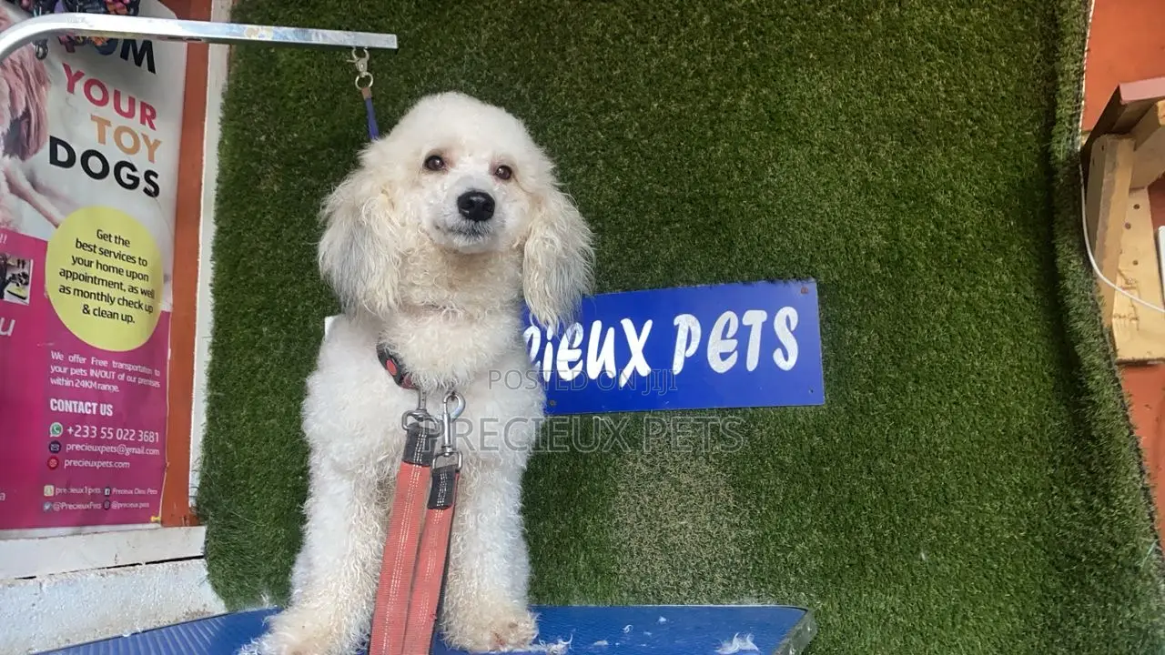 6-12 months Female Purebred Poodle