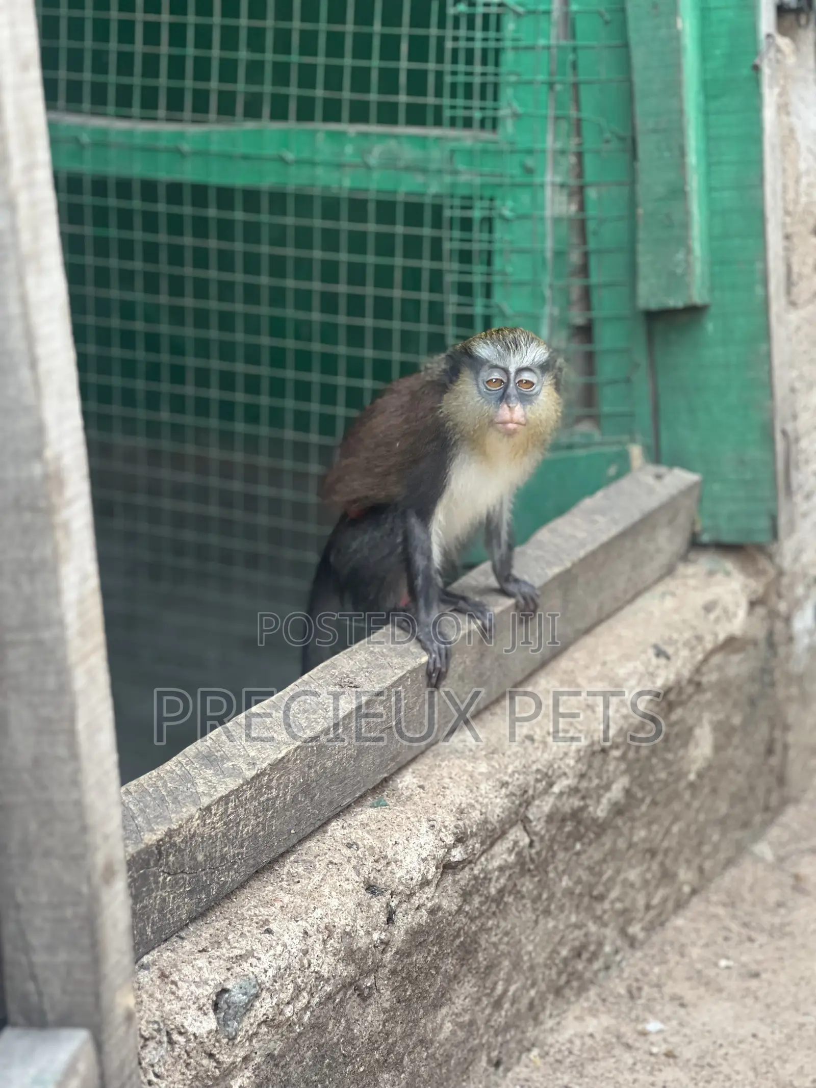 Female Baby Mona Pet for New Home