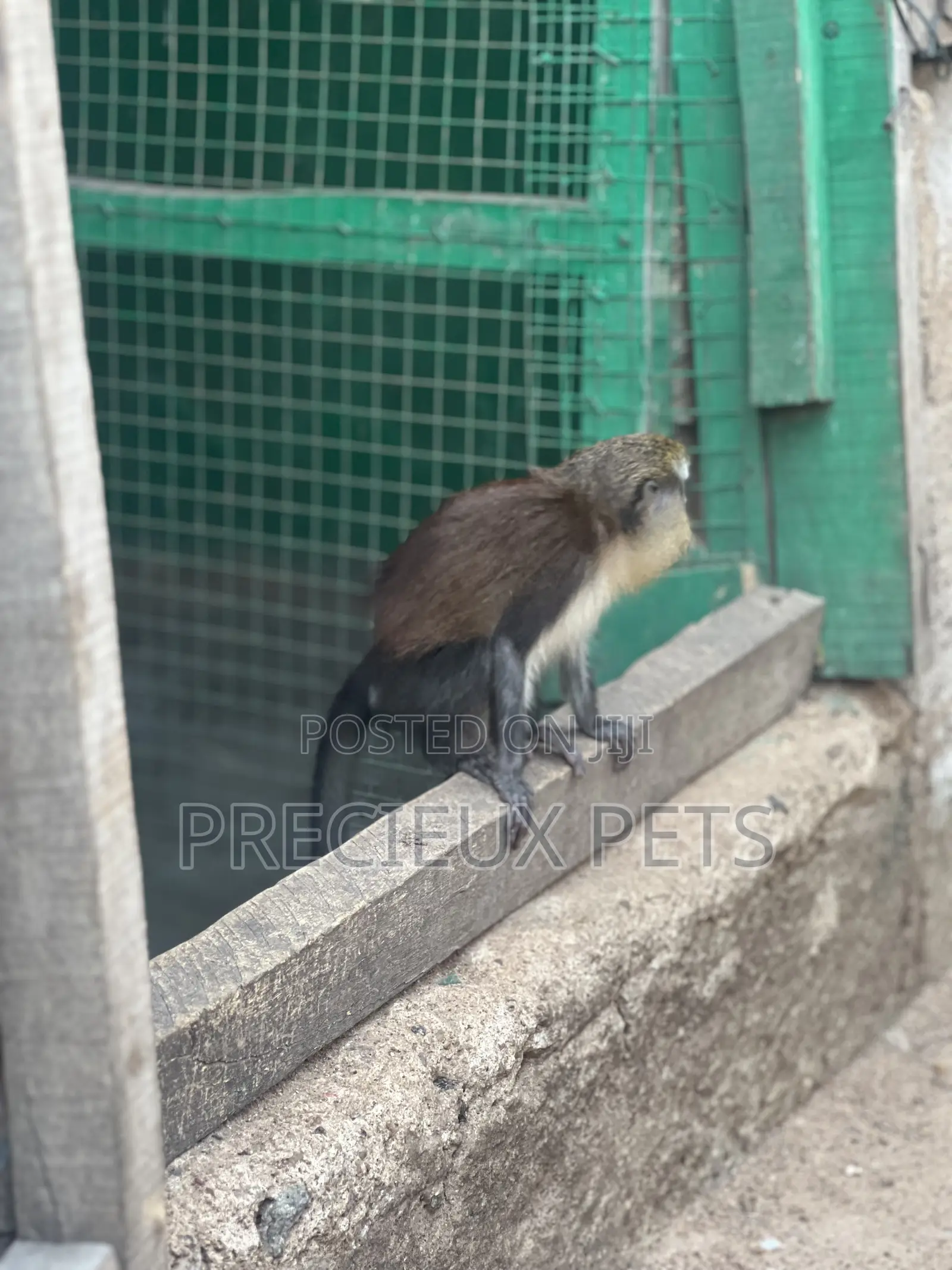 Female Baby Mona Pet for New Home