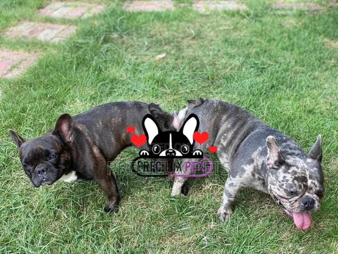 French Bulldog Crossing/Stud