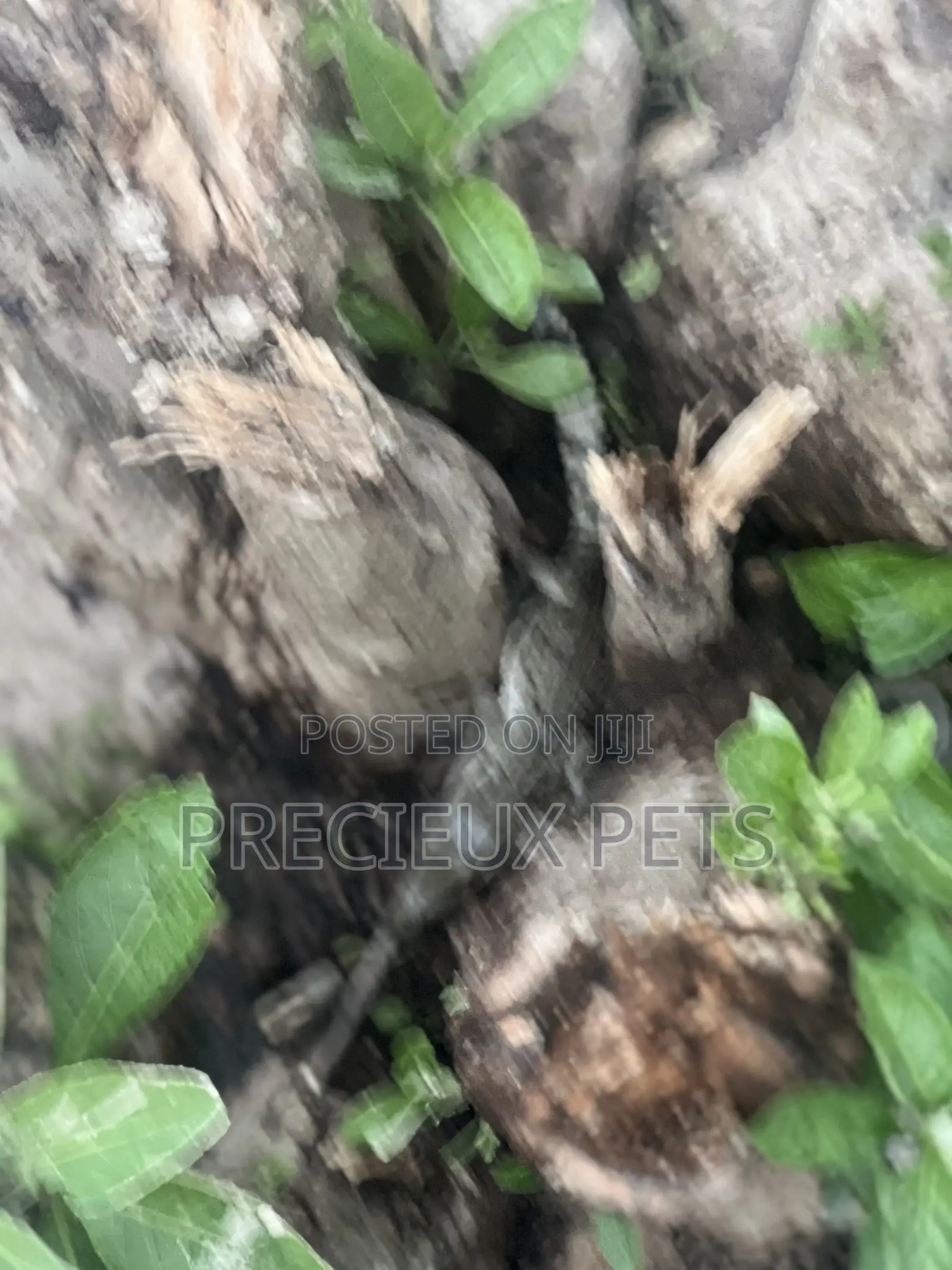 Crocodile Hatchlings Available