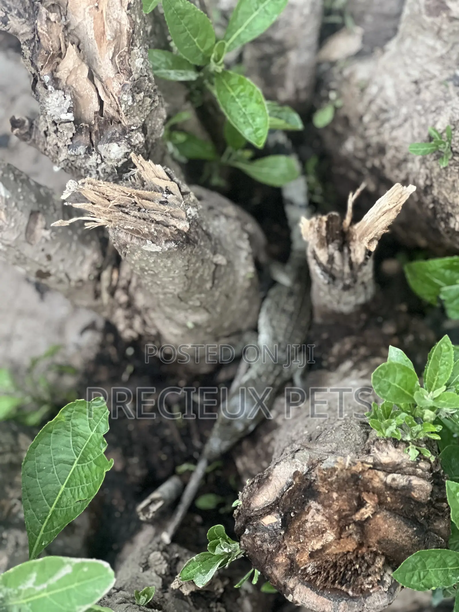 Crocodile Hatchlings Available