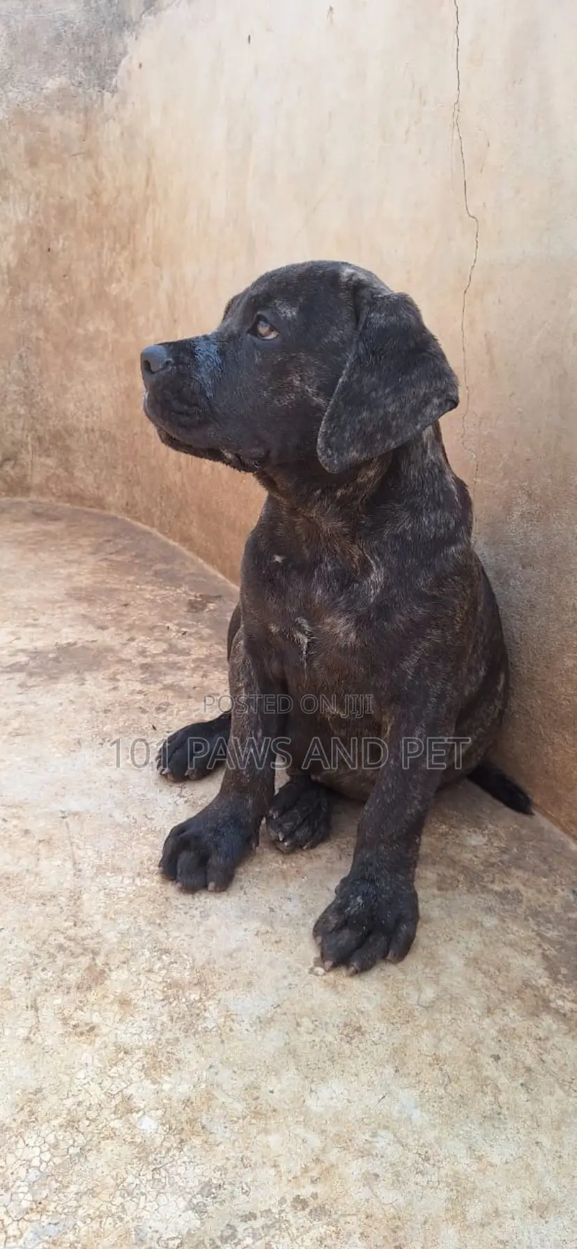 3-6 months Male Purebred Boerboel