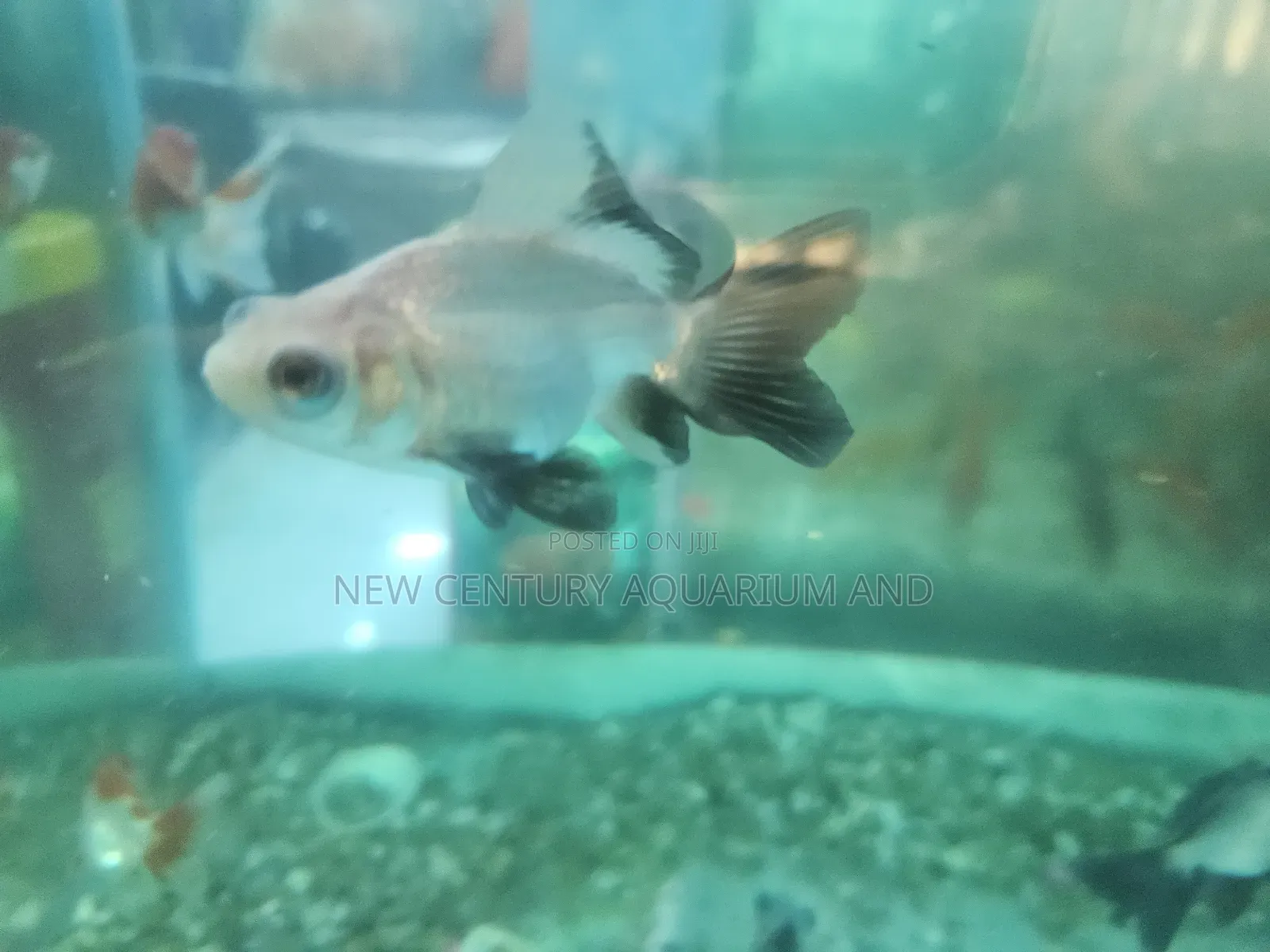 Fancy Tail