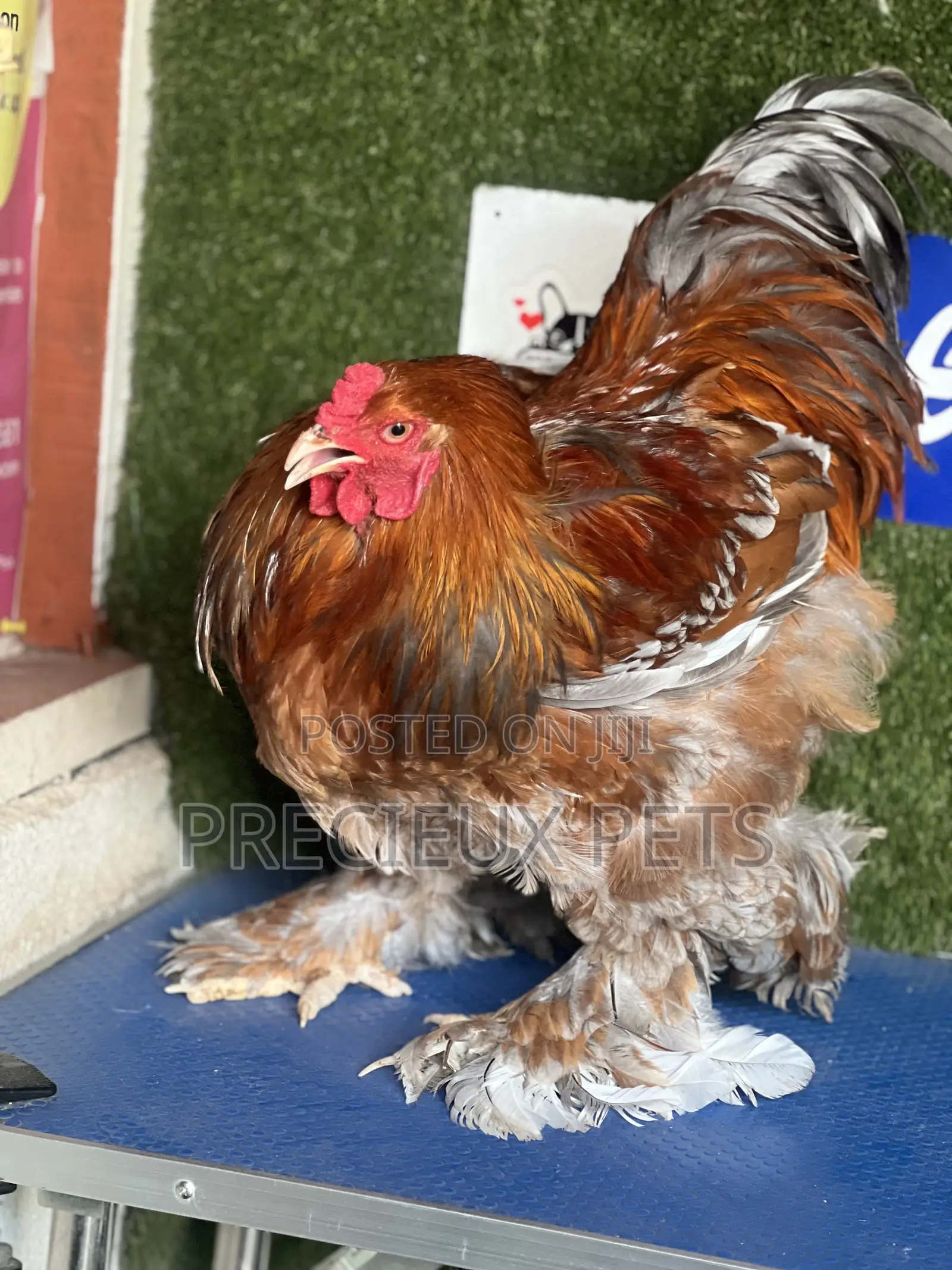 Adolescents Male Brahma Chicken