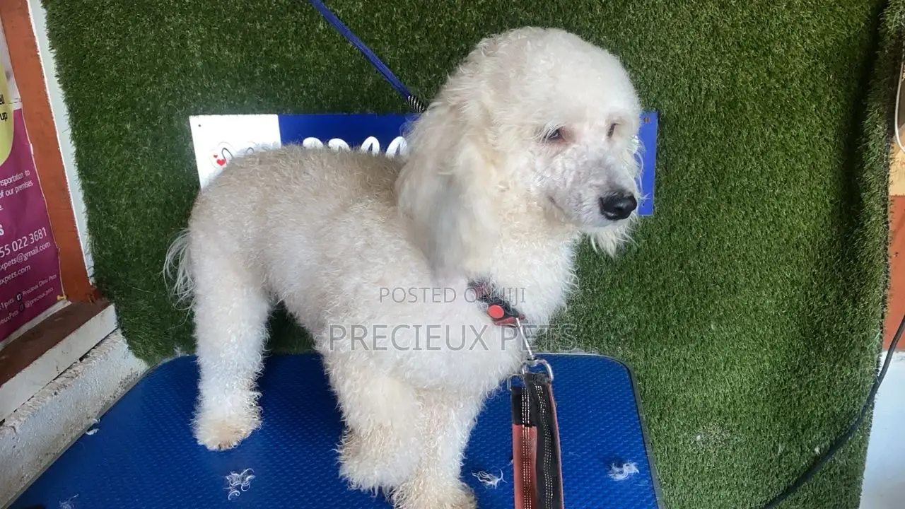 1+ year Female Purebred Poodle