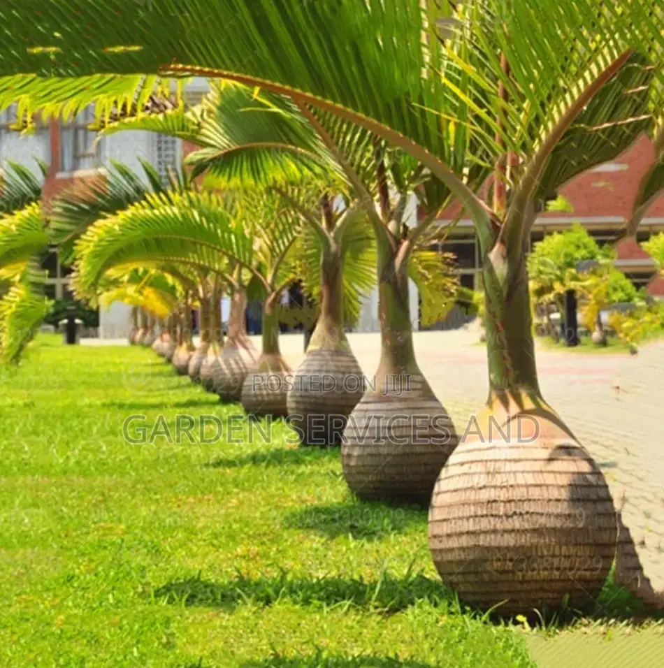 Bottle Palm for Sale Ghc250