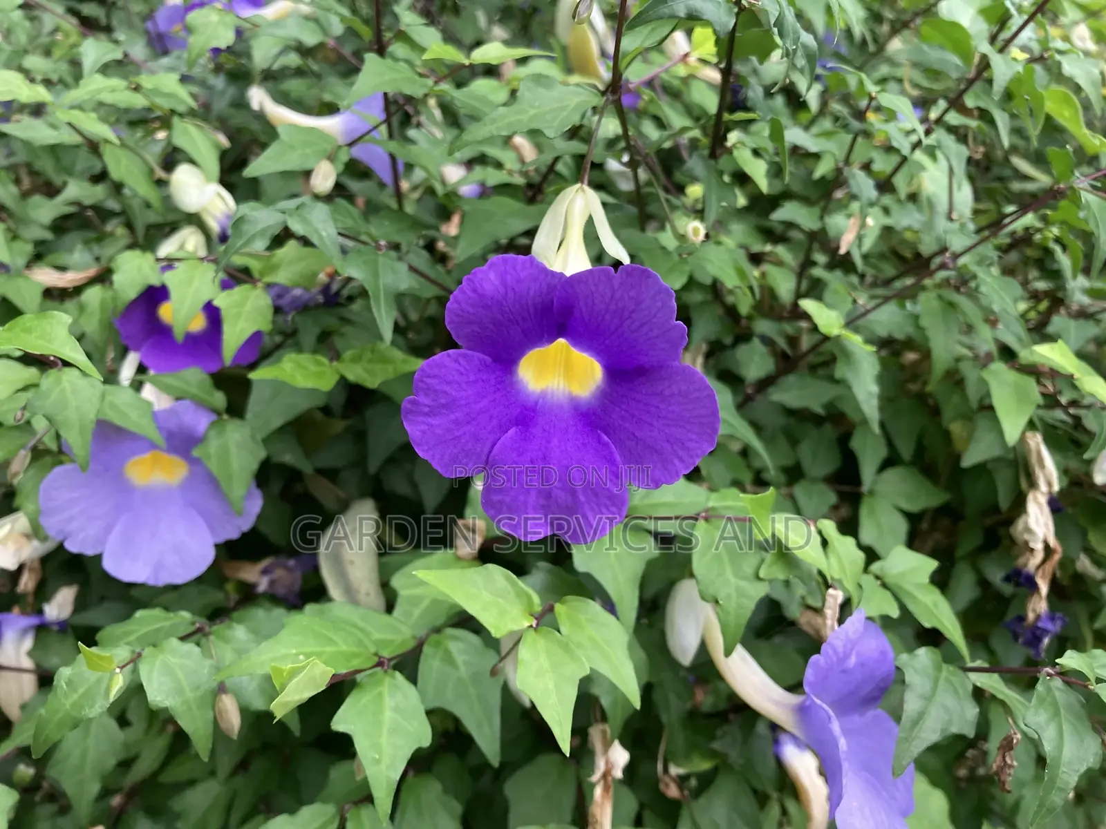 Thunbergia Erecta Tea