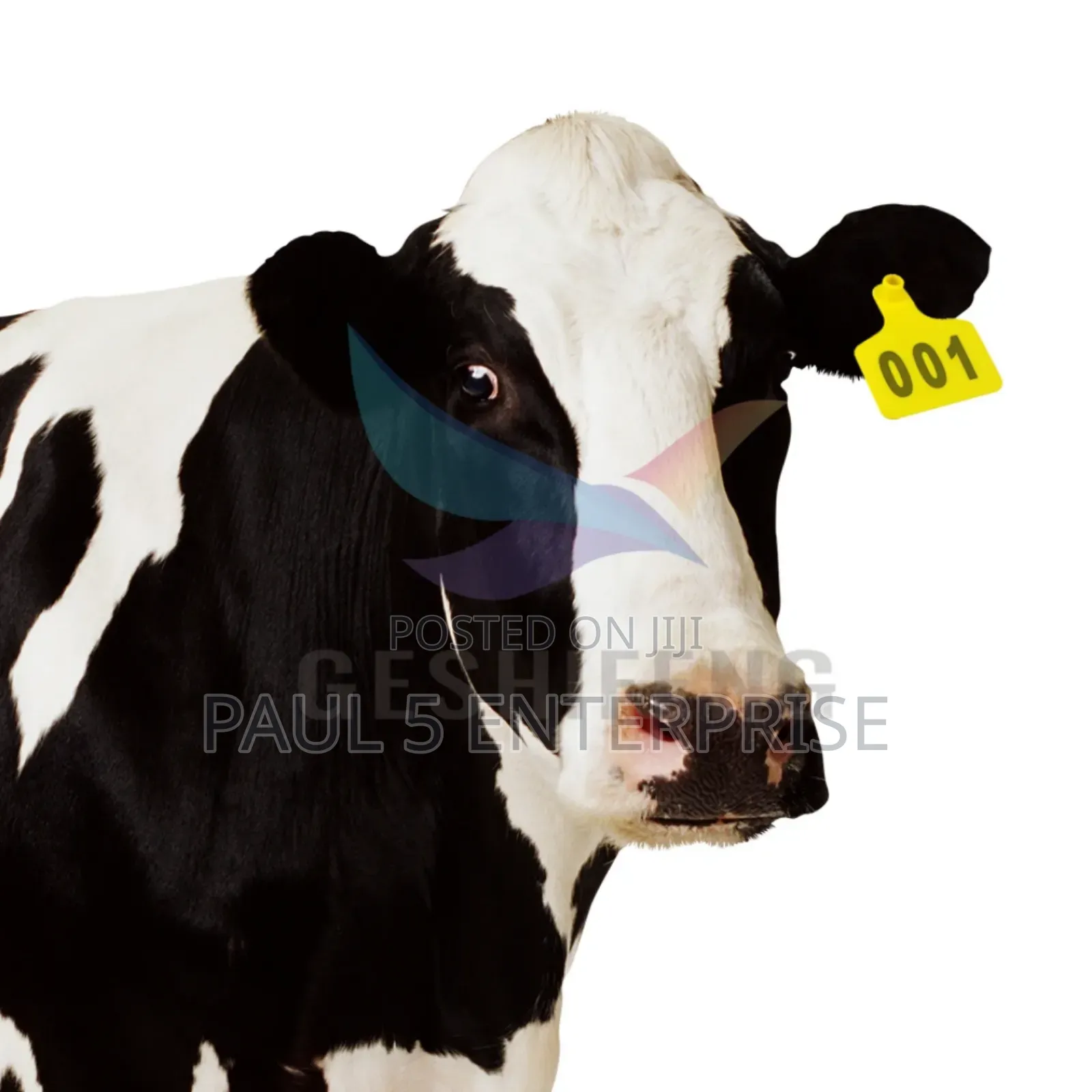 100pics Ear Tag for Cow, Goats and Pig Wholesale and Retail