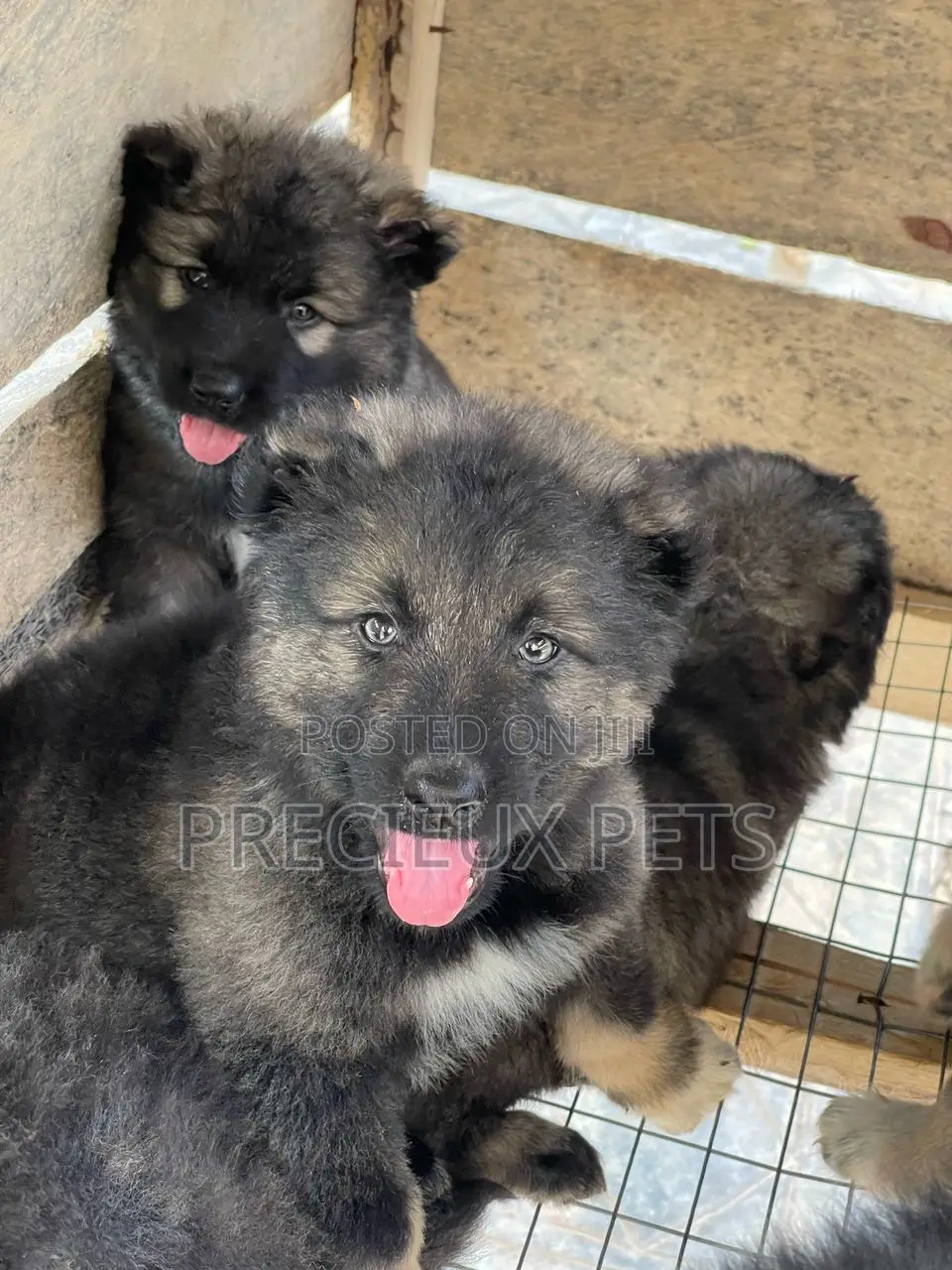 1-3 months Male Purebred Caucasian Shepherd