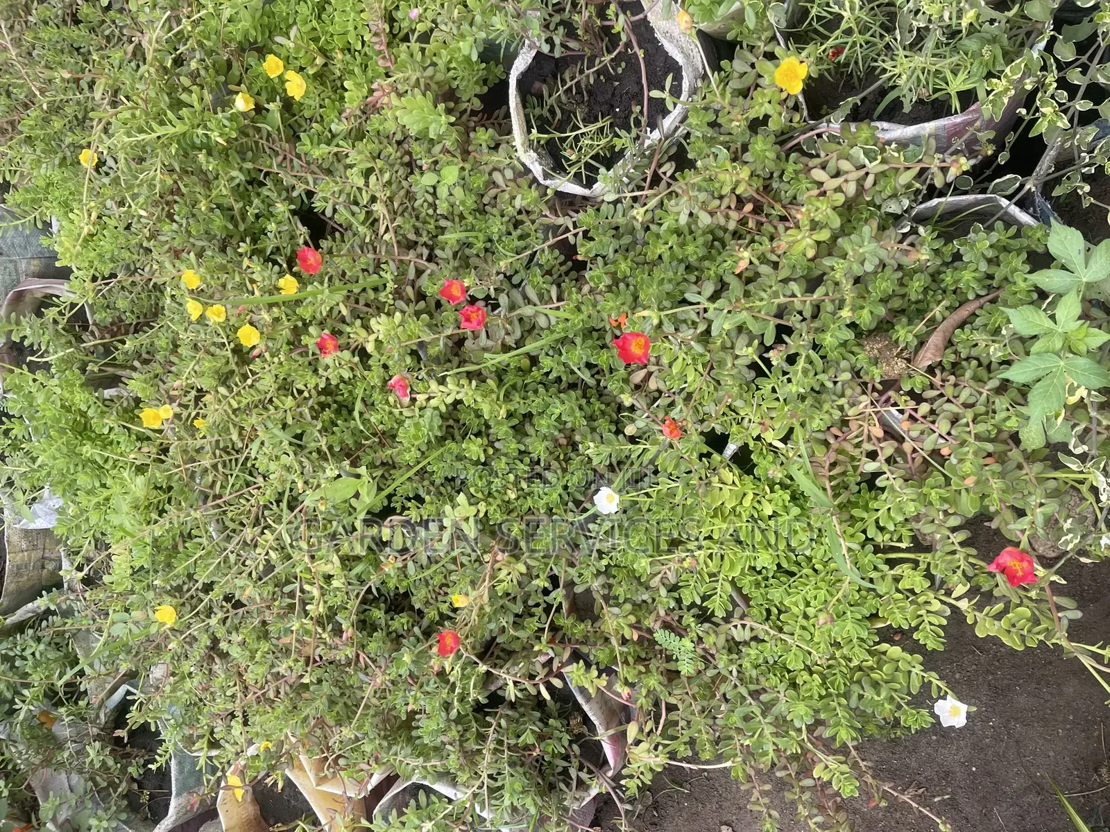 Moss Ross Plant
