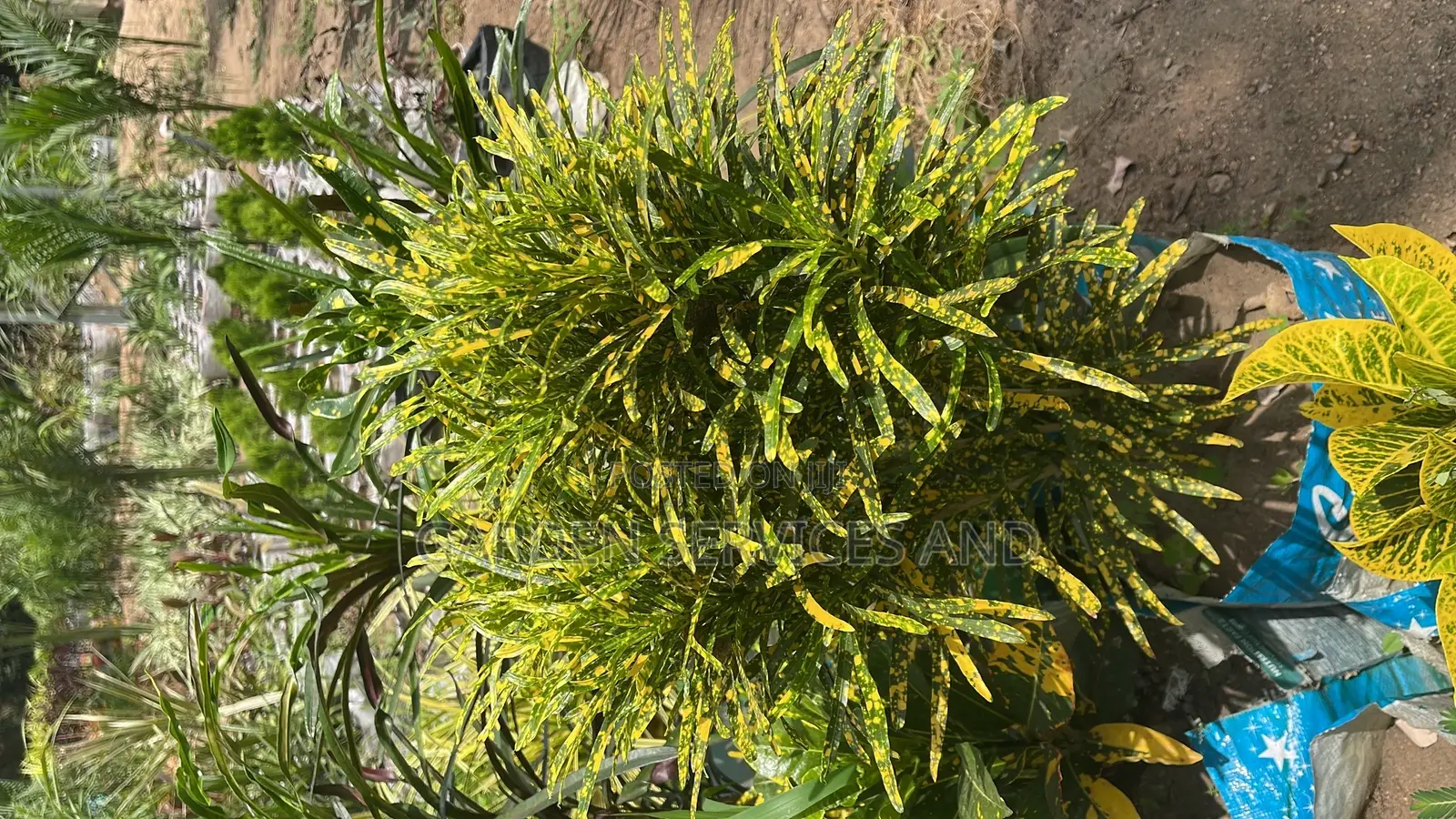Croton for Sale