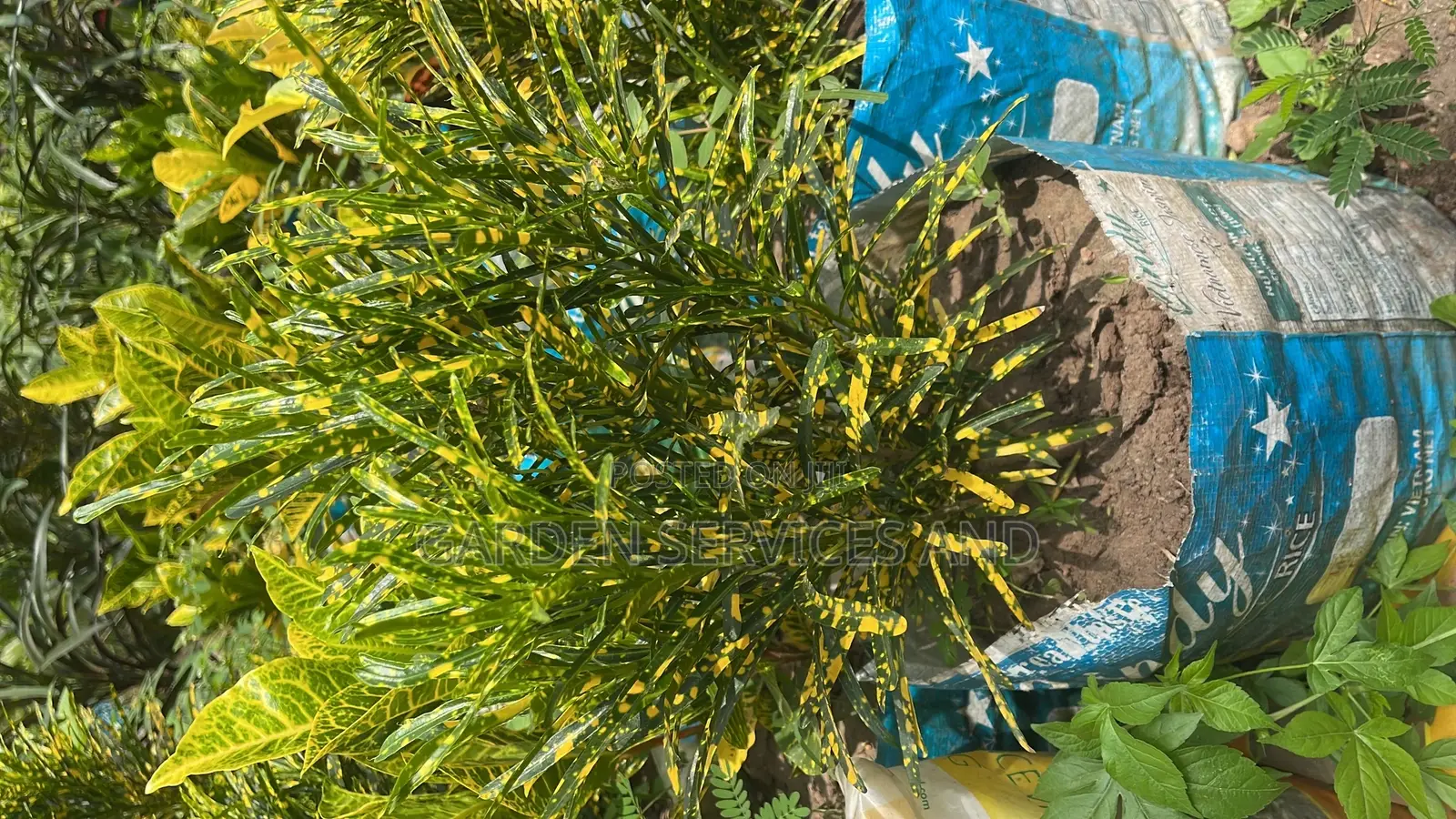 Croton for Sale