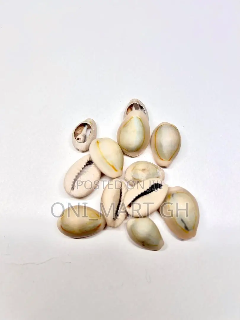 Cowrie Shells/ Sedie