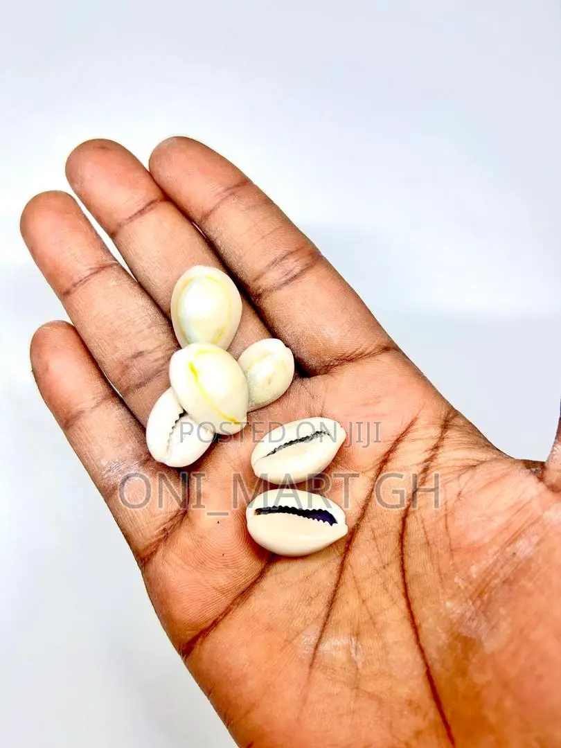 Cowrie Shells/ Sedie