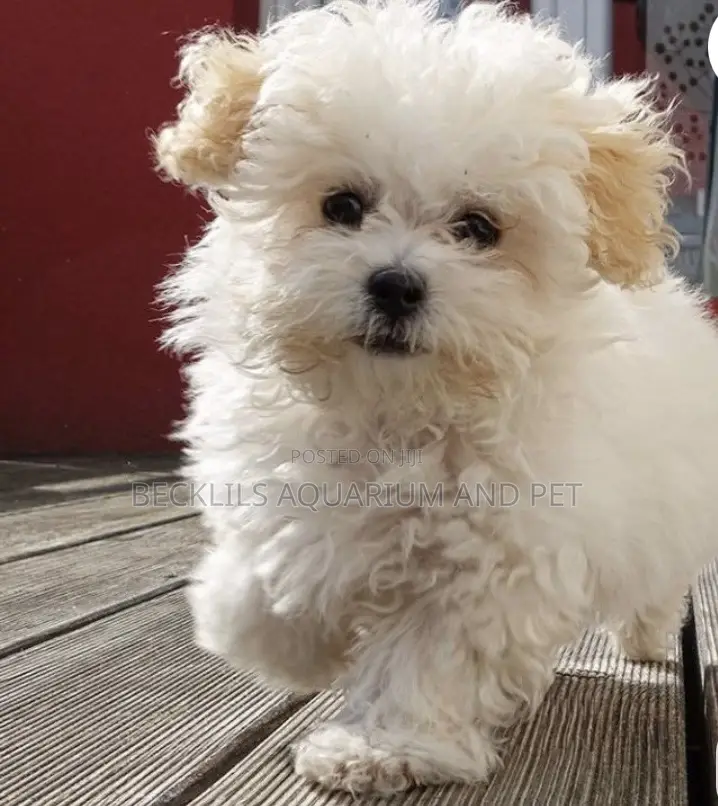 1-3 months Female Purebred Maltese