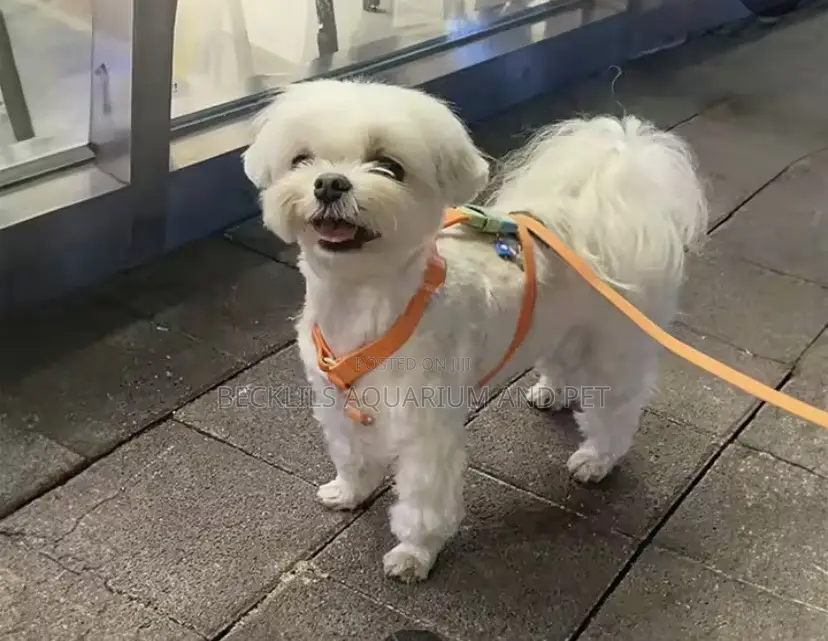 1-3 months Female Purebred Maltese