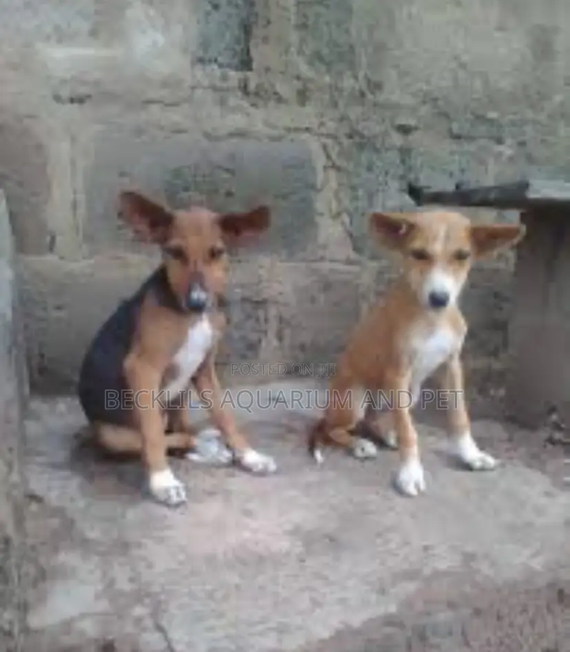 3-6 months Male Purebred Dog