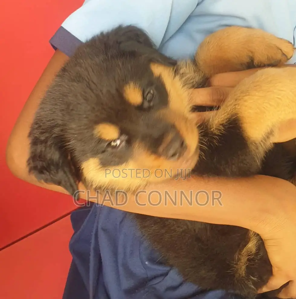 1-3 months Male Purebred Rottweiler