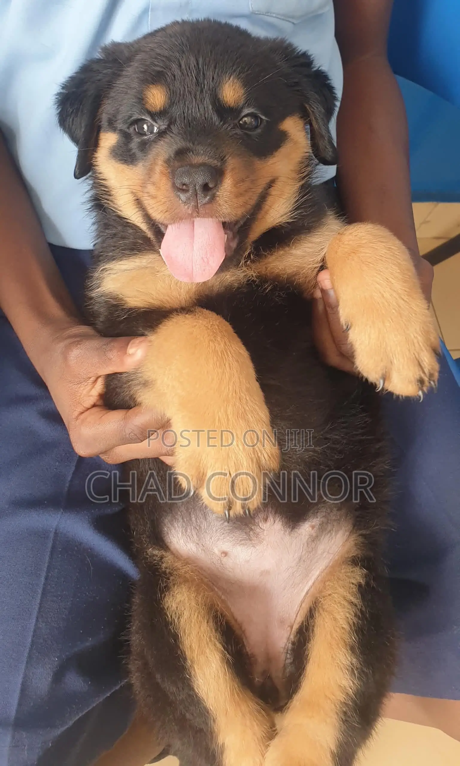 1-3 months Male Purebred Rottweiler