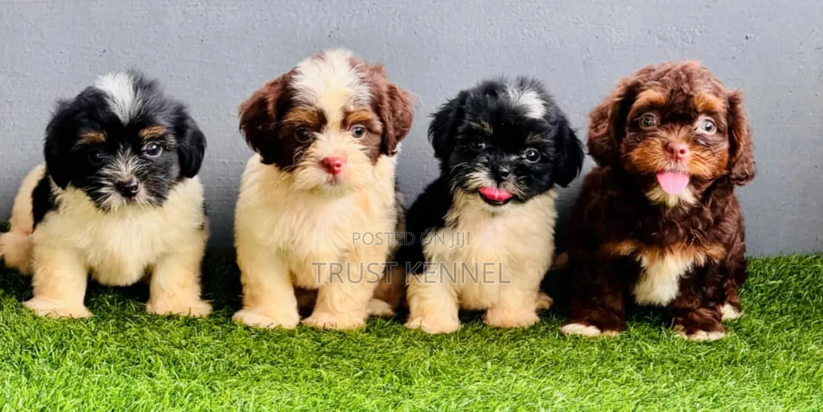 1-3 months Female Purebred Poodle