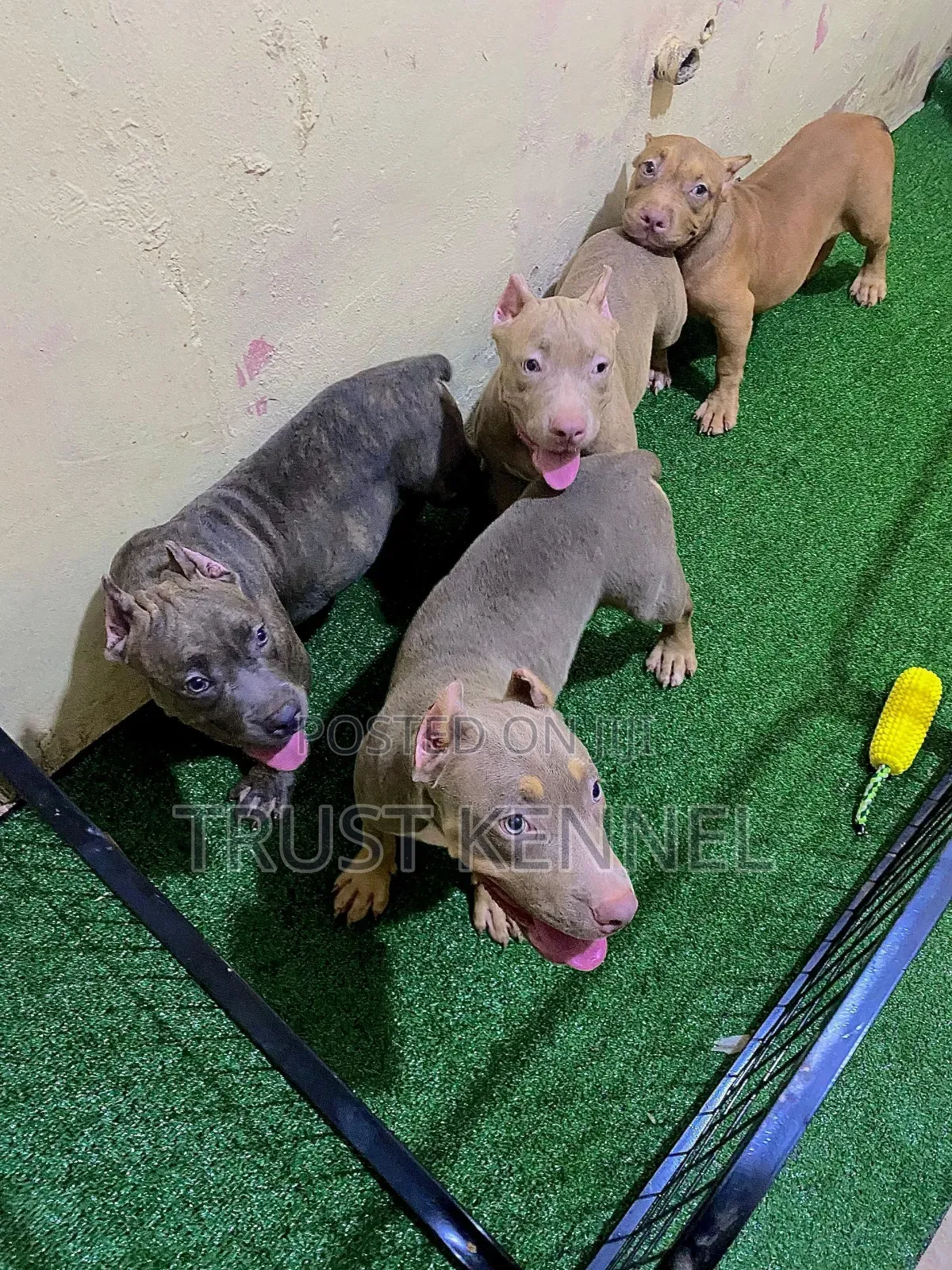 1-3 months Male Purebred American Bully