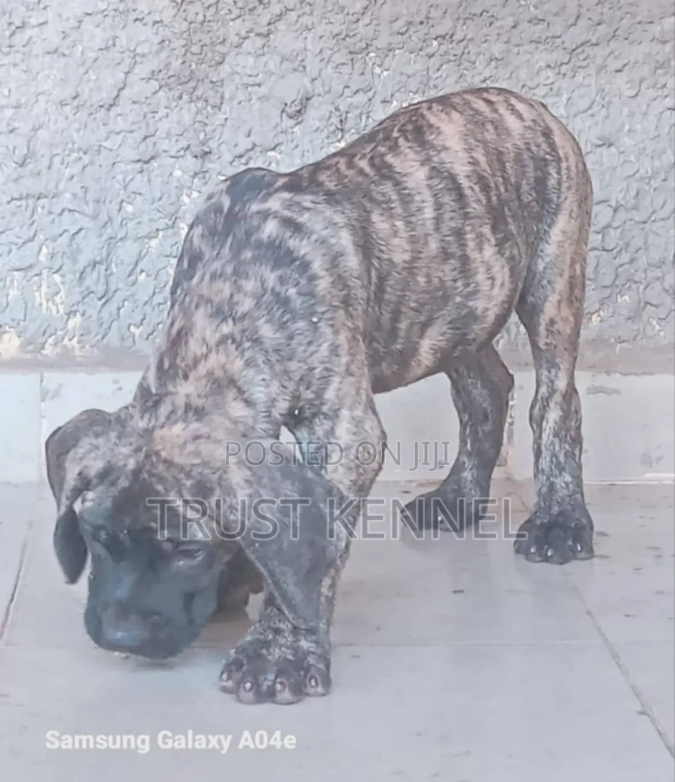 1-3 months Female Purebred Boerboel