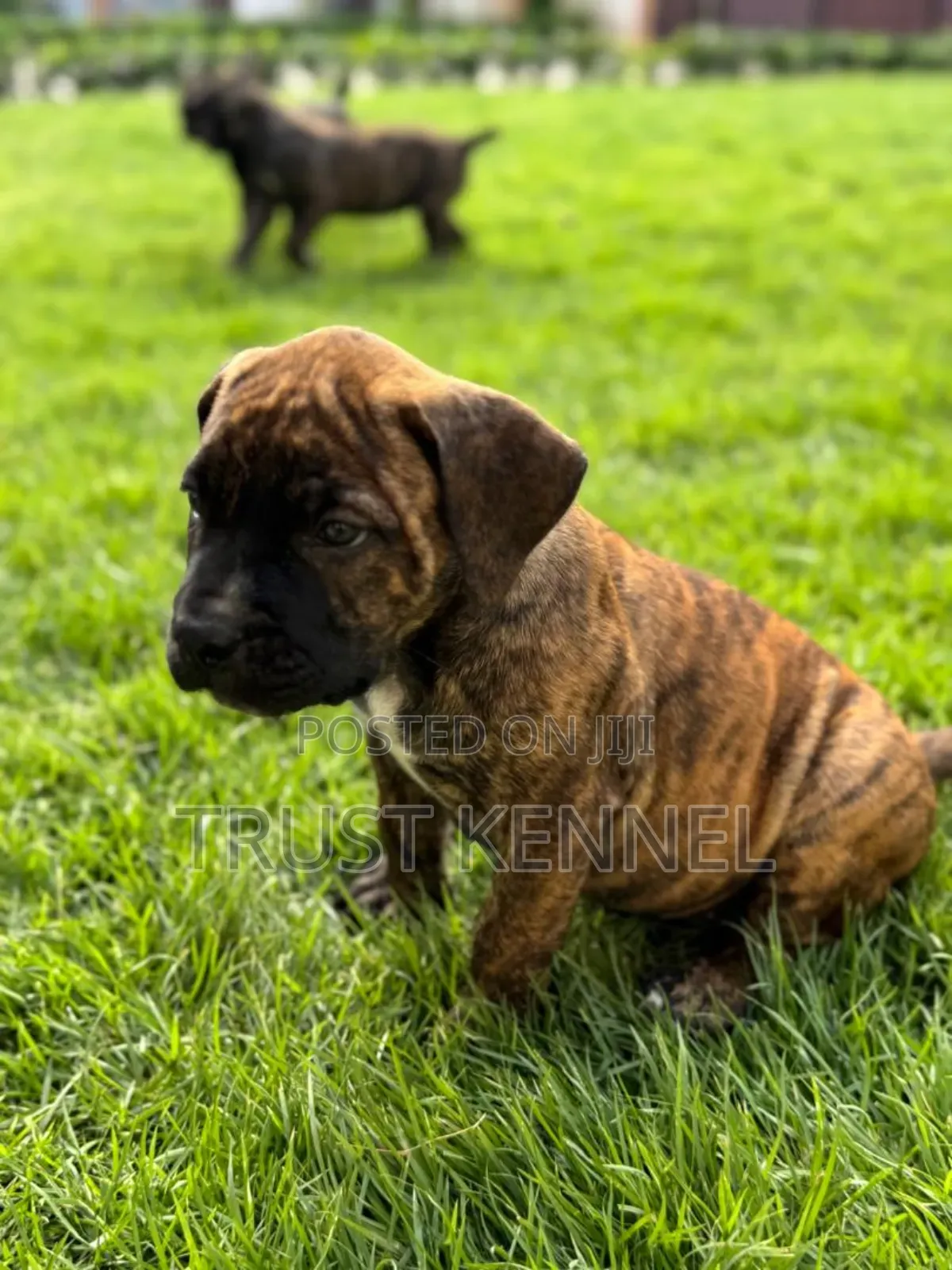 1-3 months Female Purebred Boerboel