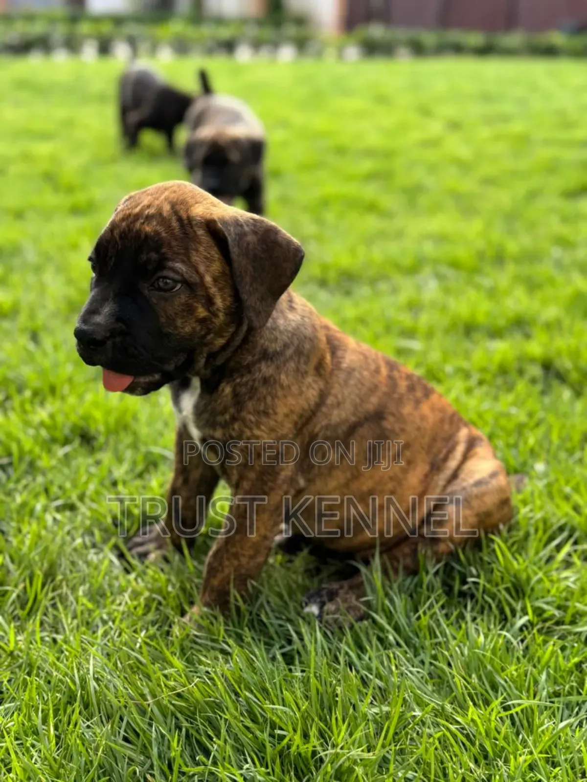1-3 months Female Purebred Boerboel