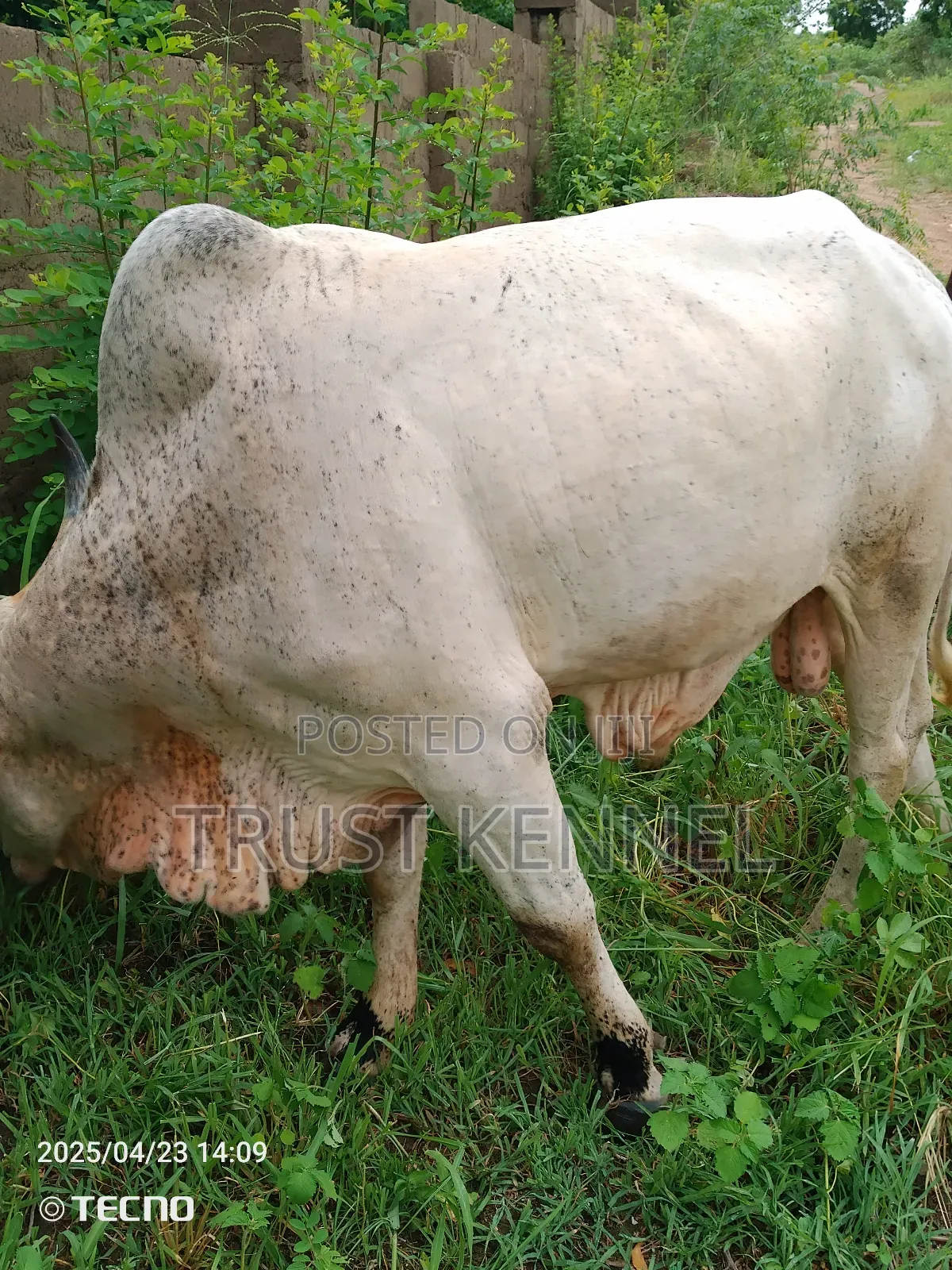 Healthy Cow Available for Sale
