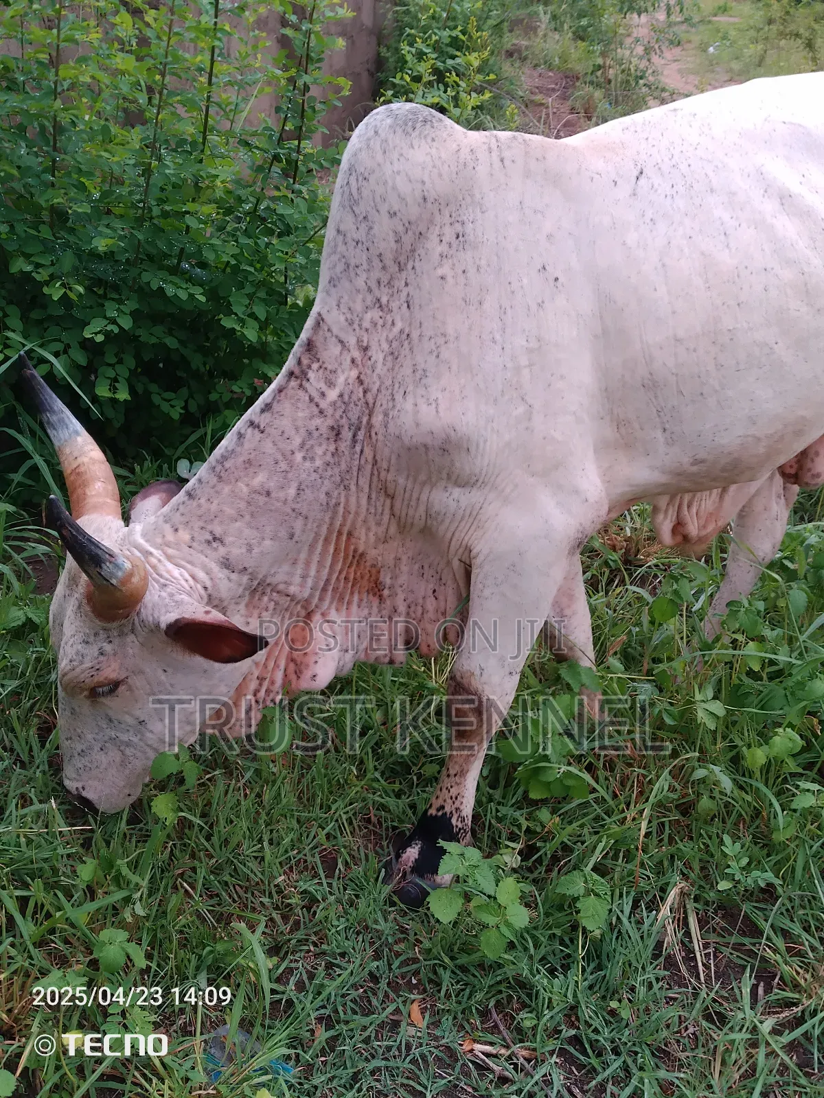 Healthy Cow Available for Sale