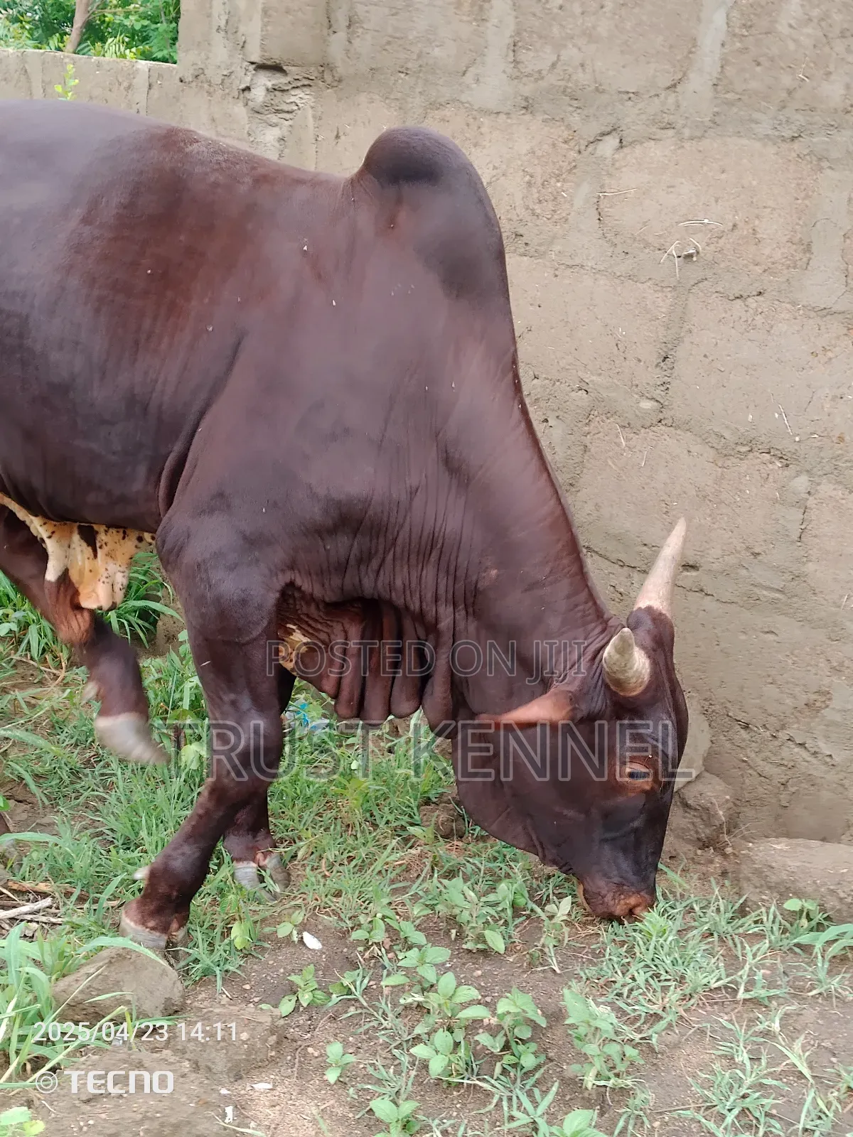 Healthy Cow Available for Sale