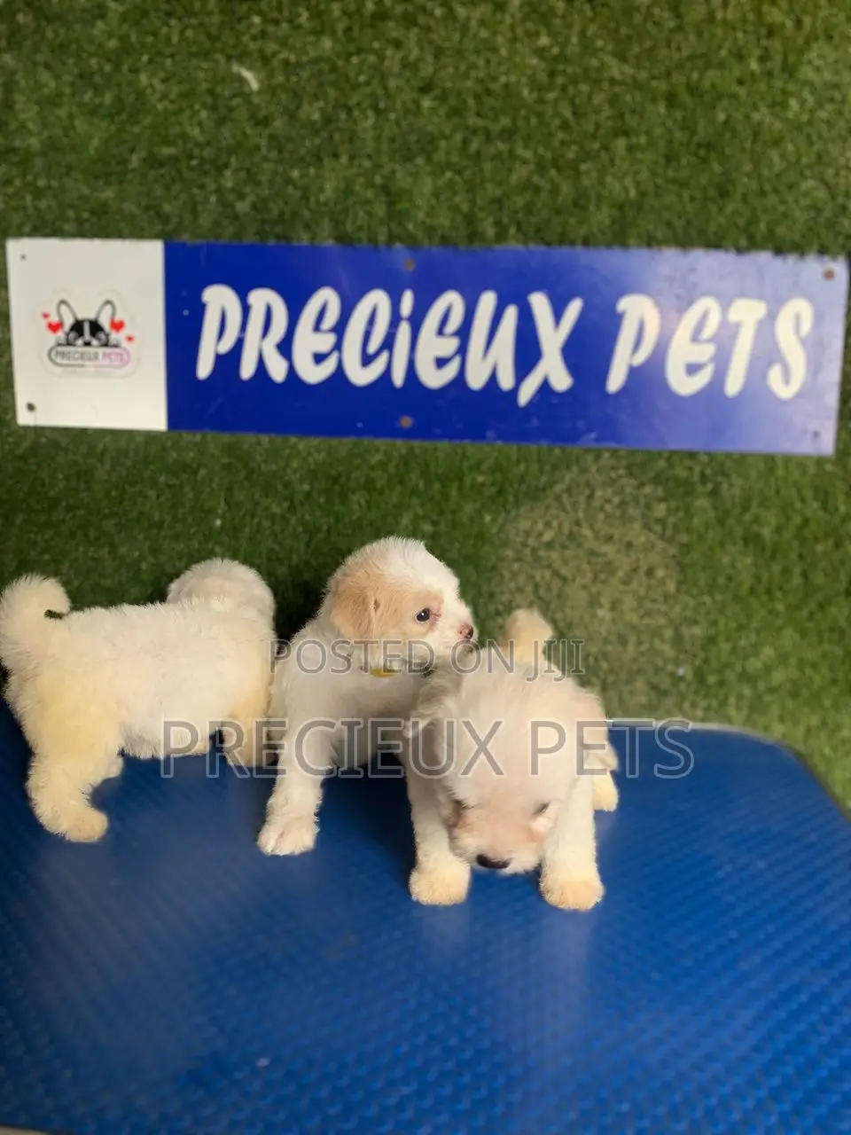 1-3 months Female Purebred Poodle