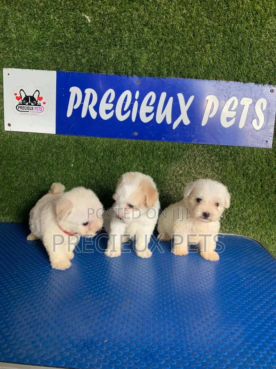 1-3 months Female Purebred Poodle