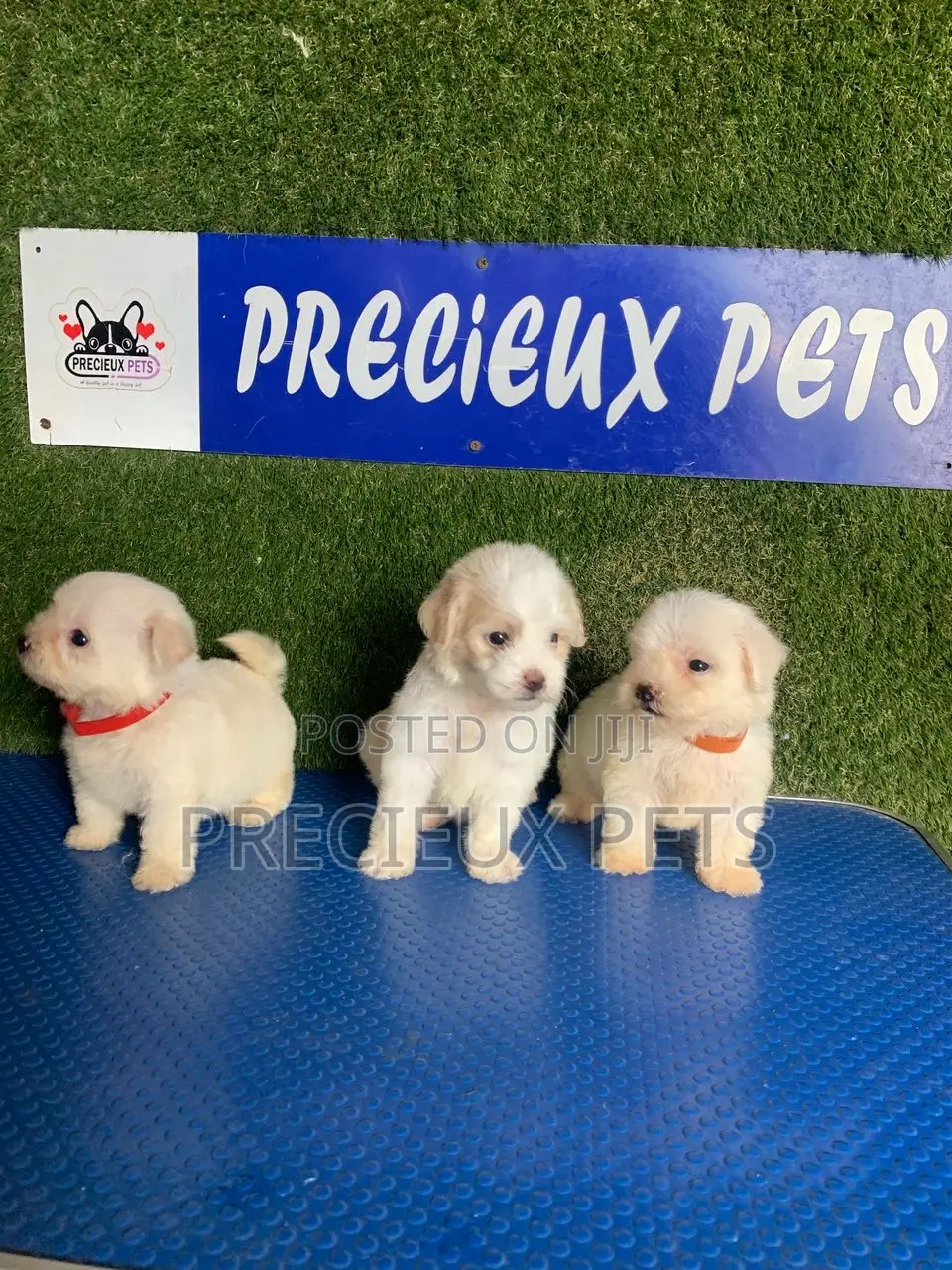 1-3 months Female Purebred Poodle