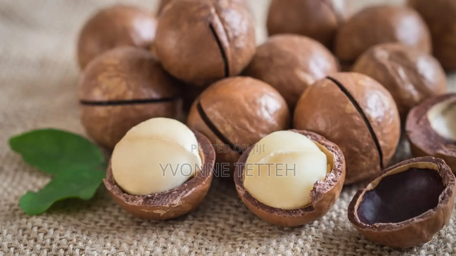 Macadamia Nut