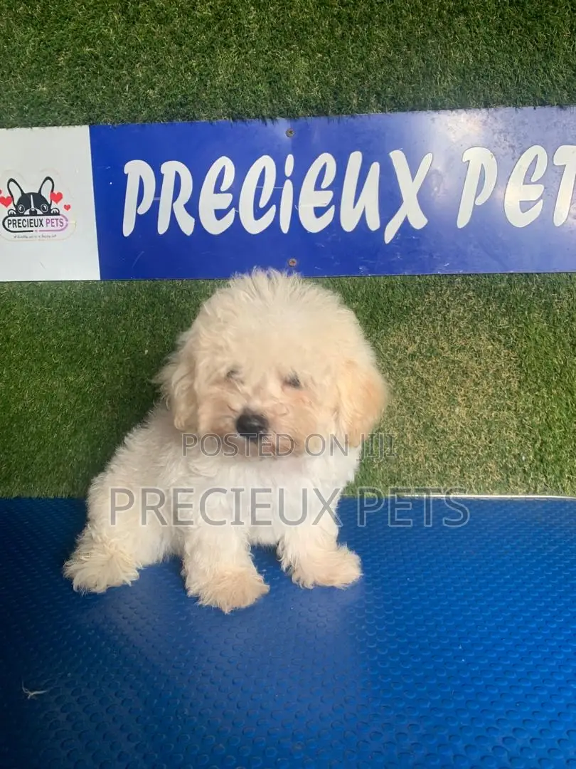 1-3 months Male Purebred Poodle