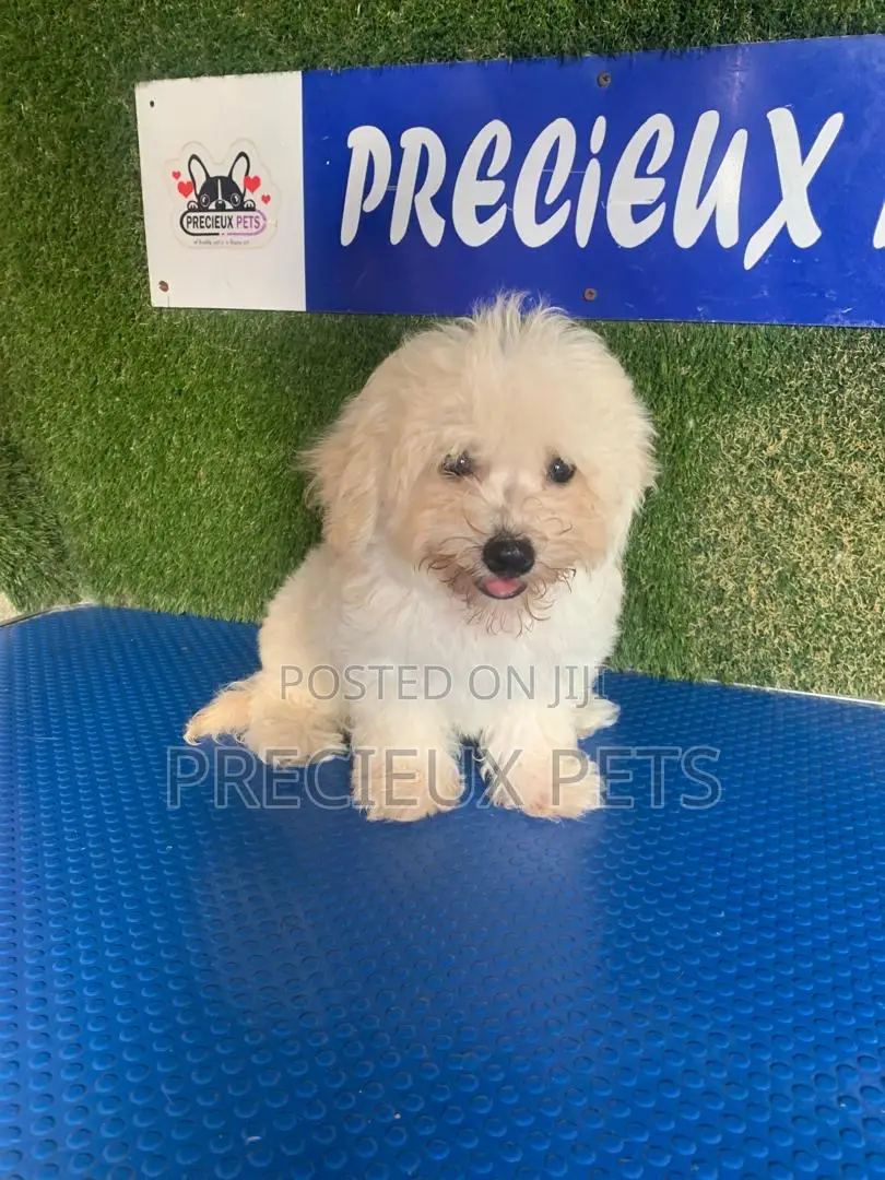 1-3 months Male Purebred Poodle