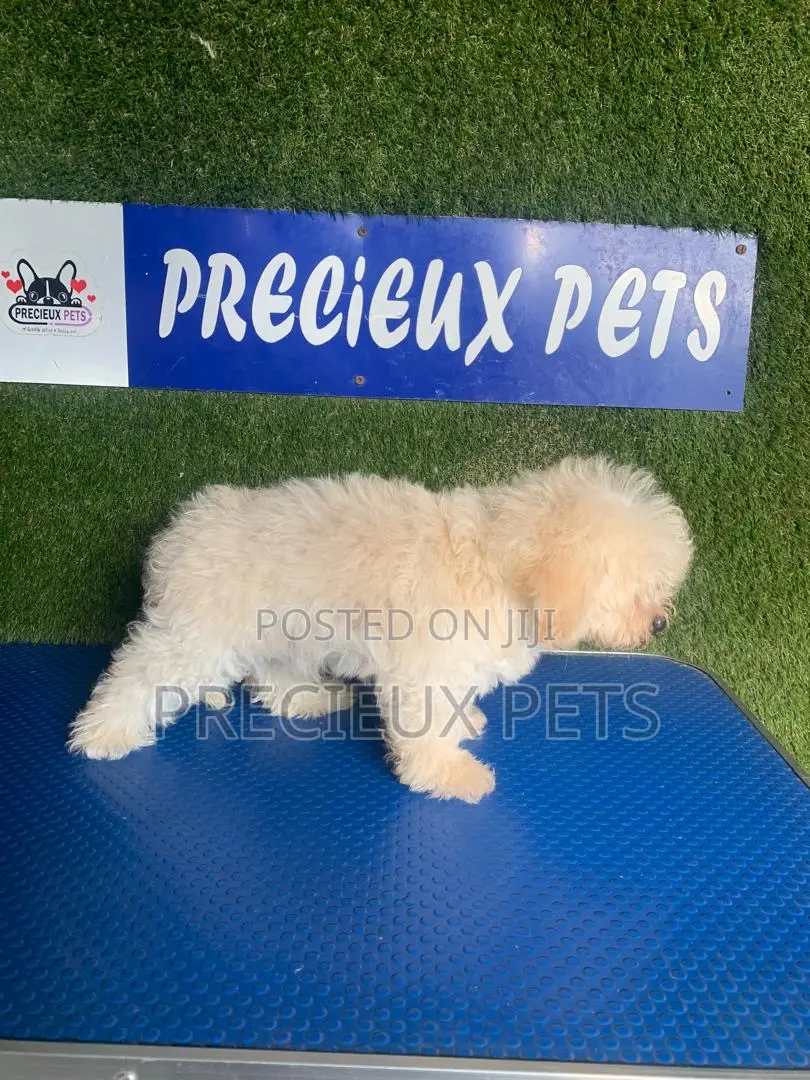 1-3 months Male Purebred Poodle