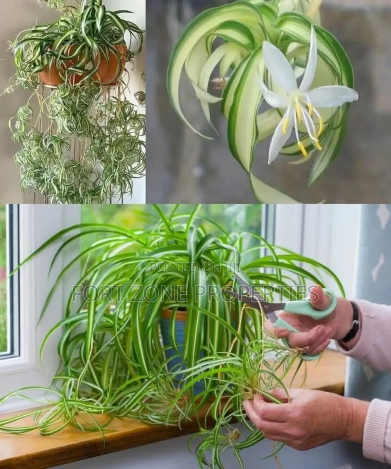 Home Flowering Services With Cleantex