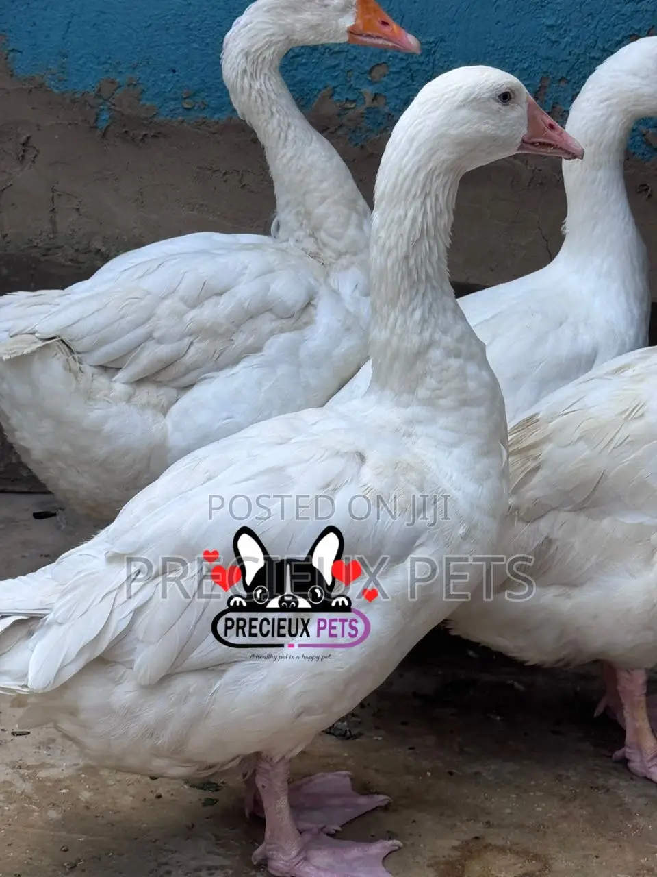 Domestic Goose / Geese (Females)