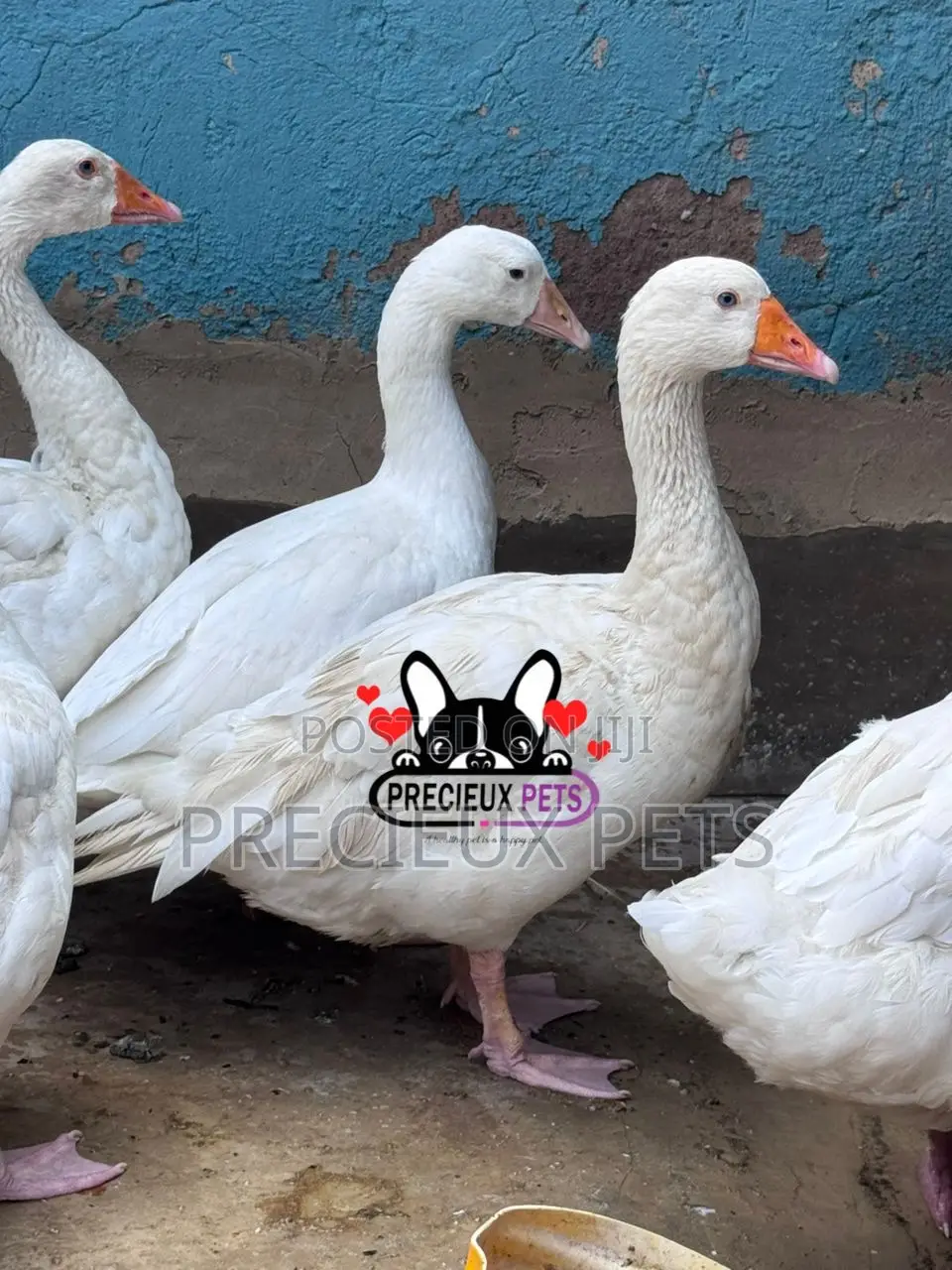 Domestic Goose / Geese (Females)