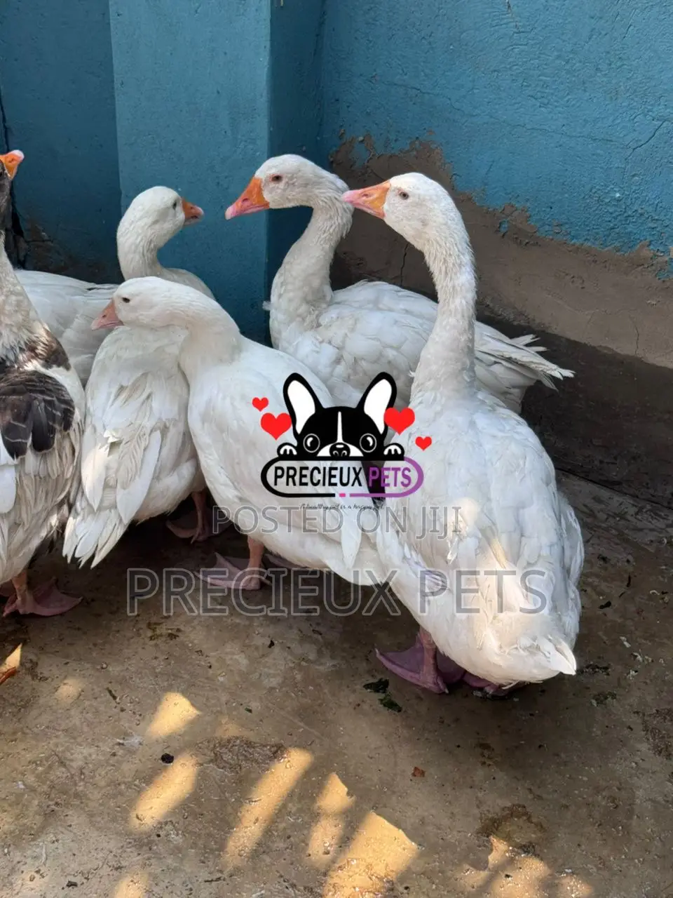 Domestic Goose / Geese (Females)