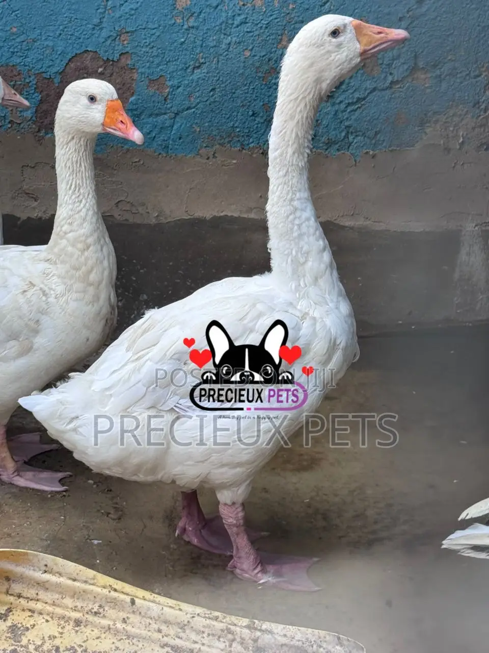 Domesticated Geese / Goose (Males)