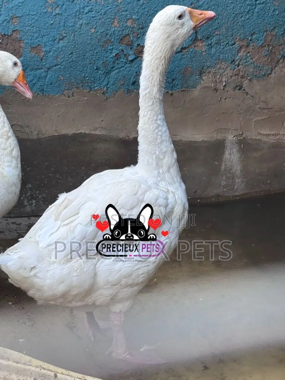 Domesticated Geese / Goose (Males)