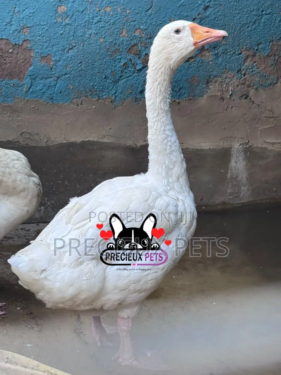 Domesticated Geese / Goose (Males)