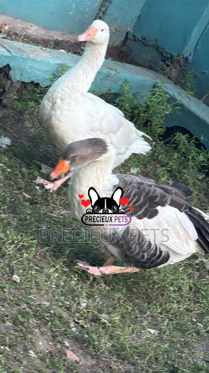Domesticated Goose