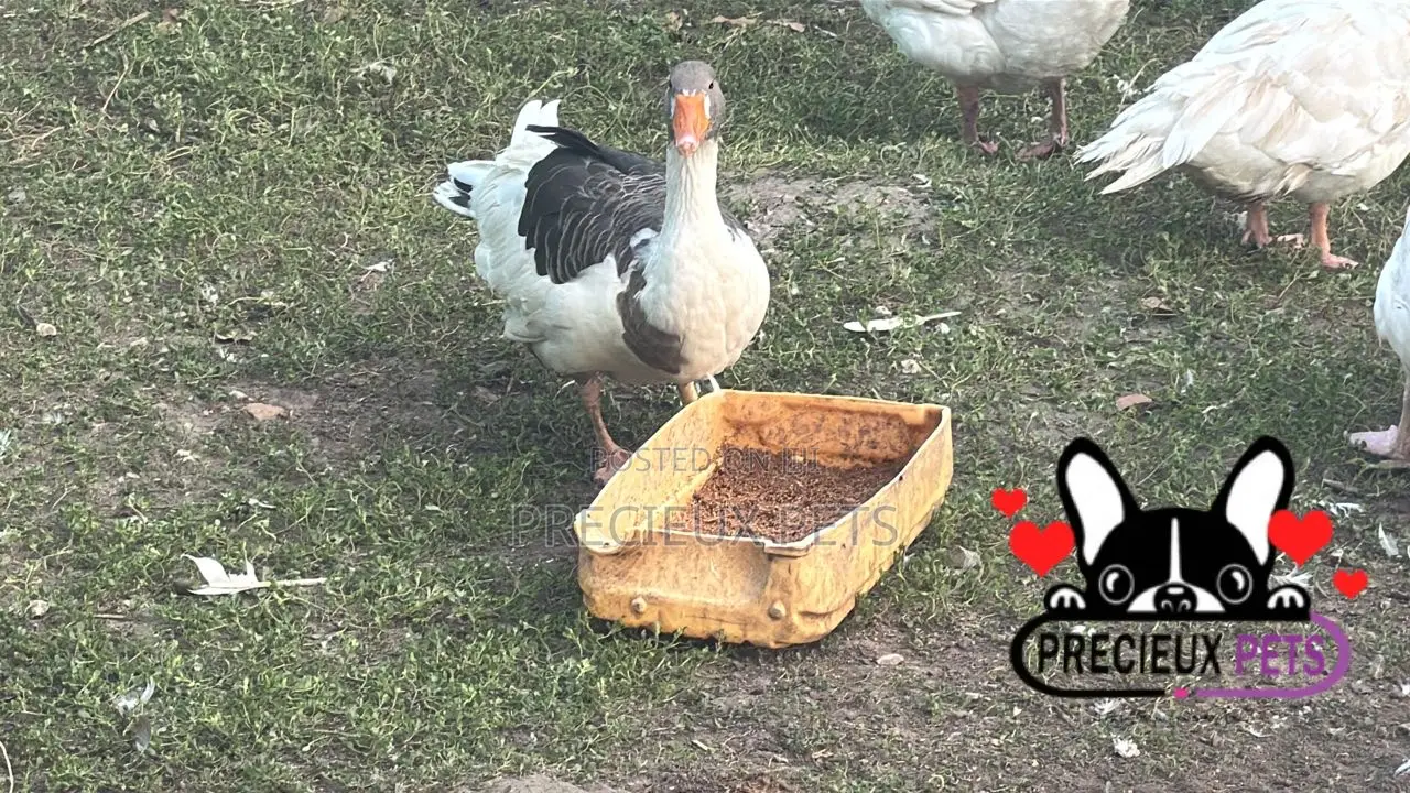 Domesticated Goose