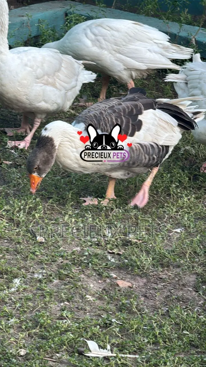 Domesticated Goose